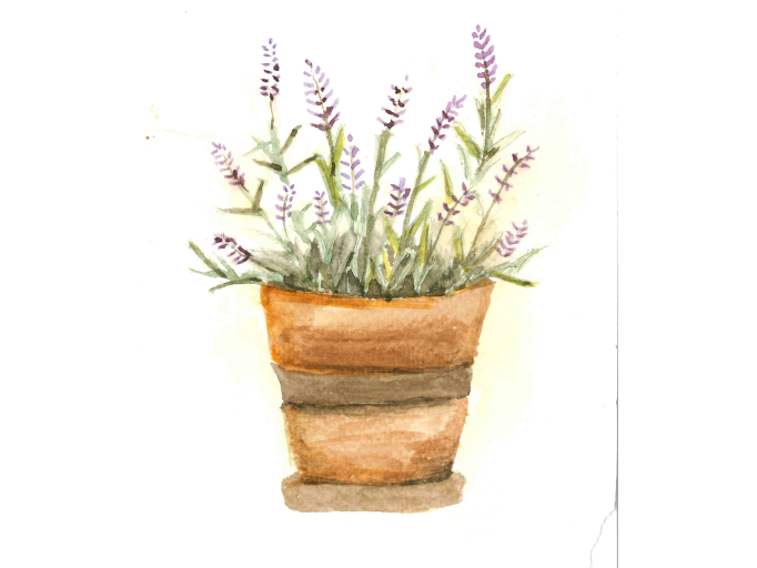 A watercolor of lavender plants is planted in an exquisite pot, exhibiting soft colors and a natural aesthetic.